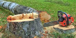 Trusted Dunthorpe, OR Tree Care Experts
