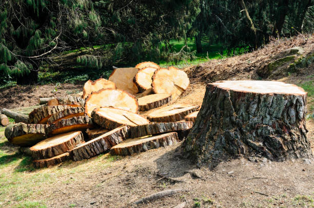 How Our Tree Care Process Works  in  Dunthorpe, OR
